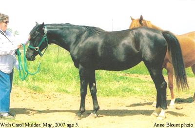 Beaus Black Lady with Carol Mulder.  May 20, 2007.  Age 5.  Anne Blount photo 