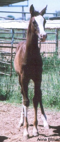 Notice right front leg marking. Summer 2009, Anne Blount photo.