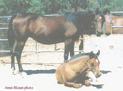 Sept. 2, 2007, age 13.  With her colt Outrageously Special.  Anne Blount photo.
