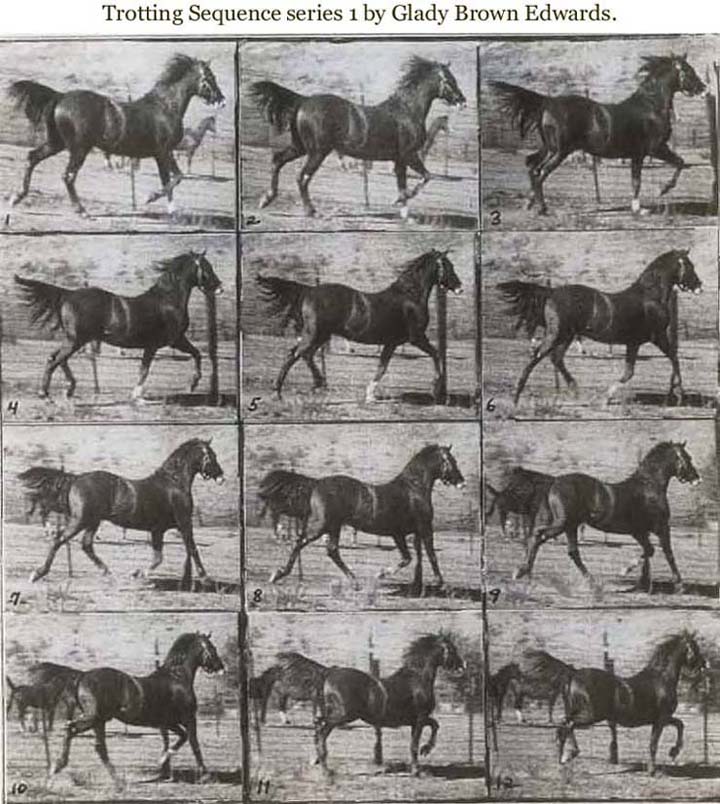 Trotting Sequence series 1 by Glady Brown Edwards.
