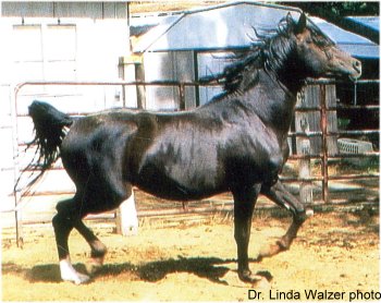 Oct. 2008.  Age 10.  Dr. Linda Walzer photo