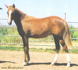 Yearling photo. July 16, 2006.  Anne Blount photo
