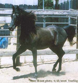 June 2006. Yearling photo by Anne Blount