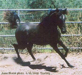Yearling Photo by Anne Blount