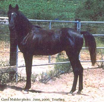 Yearling photo, June 2006 by Carol Mulder
