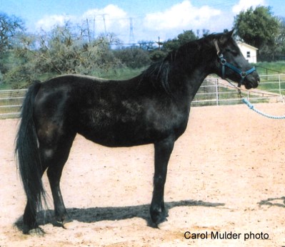 Carol Mulder photo