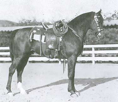 Farana in the Kellogg show ring.