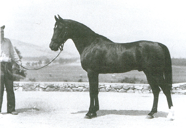 Nov. 1947, age 18. Charles Smith handler.  In the Kellogg stable parking lot