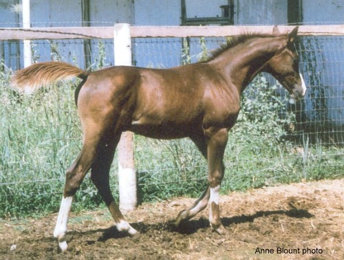 Anne Blount photo.  Detached marking on right front leg is clearly visible.