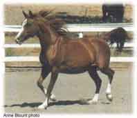 Mescca Sultana, foundation broodmare.  More information in the reference section.