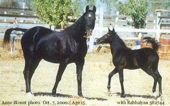 Oct. 7, 2000, age 15.  With colt Rabbalynx 582744.  Anne Blount photo.
