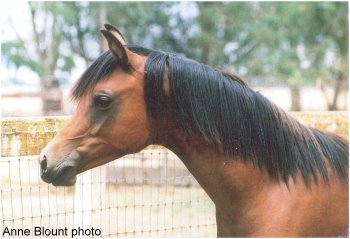 Summer, 2008, yearling. Anne Bount photo