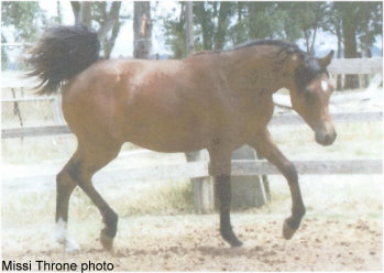 Summer, 2008, yearling. Missi Throne photo