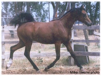 Summer, 2008, yearling. Missi Throne photo