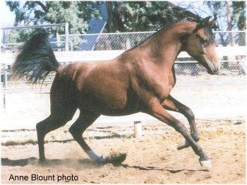 Summer, 2008, yearling. Anne Bount photo