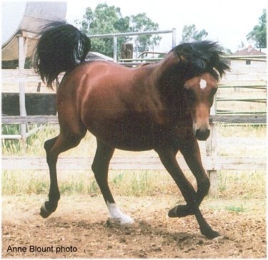 Summer, 2008, yearling. Anne Bount photo