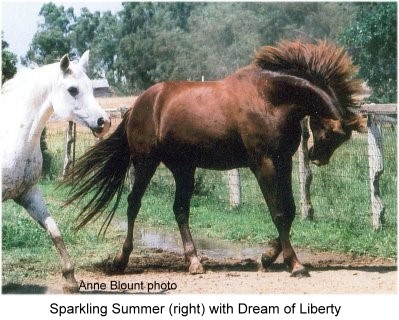 Sjparkling Summer (right) with Dream of Liberty (left).  Age 5, summer 2008.  Anne Blount photo.