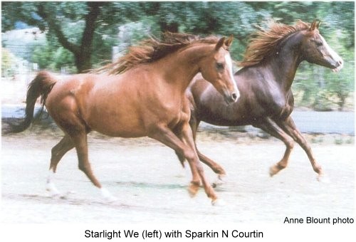Starlight We with Sparkin N Courtin, May 2008, age 15.