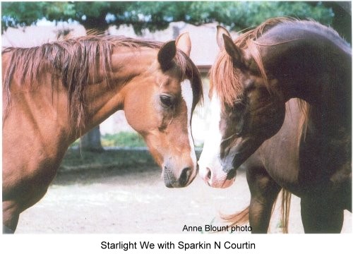 Starlight We with Sparkin N Courtin #497561, May 2008, age 15.