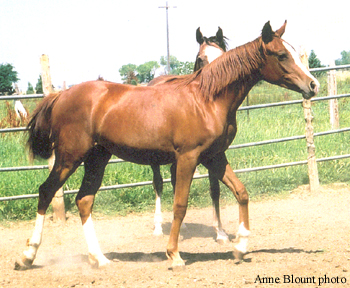 As a yearling, Summer 2007. Anne Blount photo