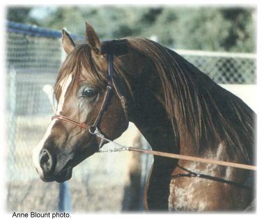 Age 6, Carol Mulder photo..