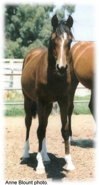 As a yearling. July 14, 2005.  Anne Blount photo.
